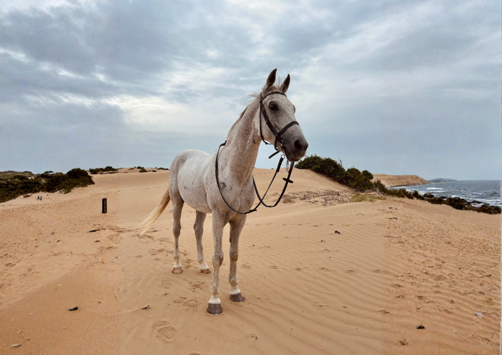 Learn to Ride Bareback Beige White Minimalist Pattern Page Border Document A4 Landscape 43 1024x724